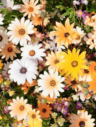 Audhav Dimorphotheca Flower Seeds For Winter Season Home Gardening Seed