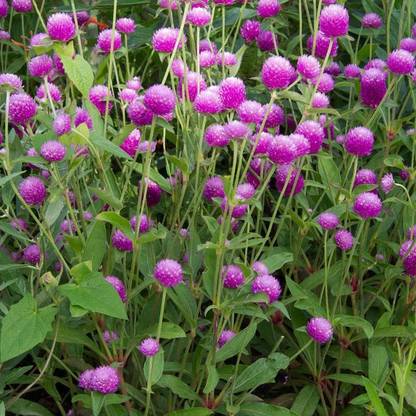 Morgreen Globe Amaranth Rose Flower Seed Seed