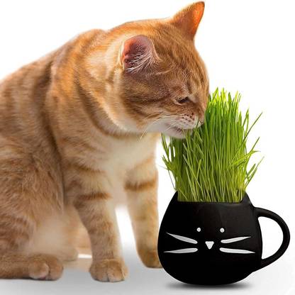 VibeX XL-46 - Hard Red Winter Wheat - (2500 Seeds) Seed