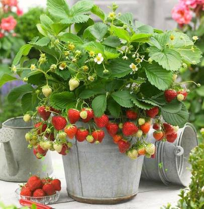M-Tech Gardens Rare Hybrid Strawberry " Delizz " Exotic 30 Seed