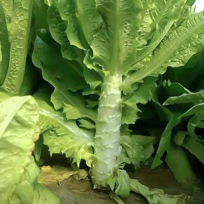 VibeX ® LXI-821 Asparagus Lettuce or Big Stem Lettuce Seed