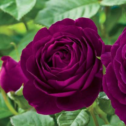 CYBEXIS ATS-50 - Purple Rose - (900 Seeds) Seed