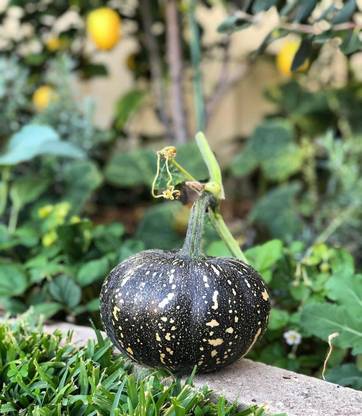 Aywal Hybrid Kaddu Pumpkin Seed