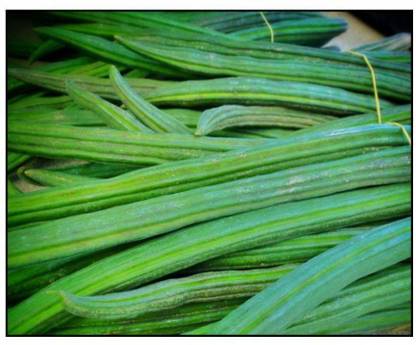 CEZIUS Drumstick/Sajna - Moringa Oleifera Drumstick (Moringa) Oleifera Seed