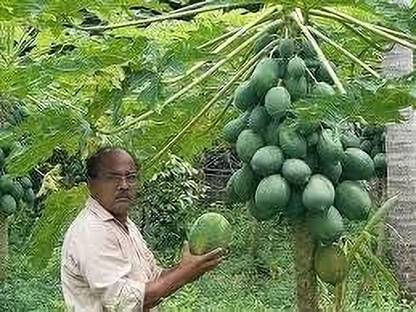 ACMS LANKAN Papaya Fast Growing Fruit Tree for Outdoor Garden Seed