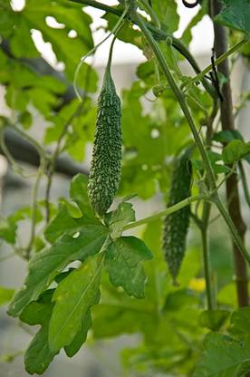 CHILLATAI Kakara Kayi / Long Bitter Gourd / Haggala Kai Seed