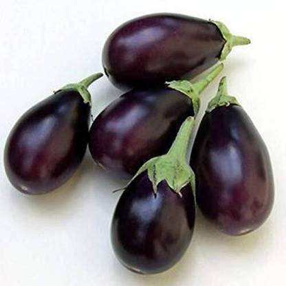 CRGO ® KGF-1018-F1 Hybrid Vegetable Brinjal Small Chu Chu Seed