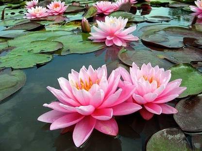 Aywal lotus/water lily flower /bonsai Lotus /ponds Seed