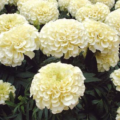 TRICONE Flower Seeds Marigold F1 Hybrid White Vanilla Flower Seeds XX45 Seed