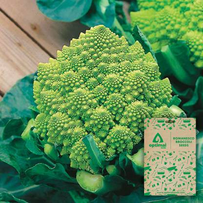 Optimal Seeds Romanesco Broccoli Seed