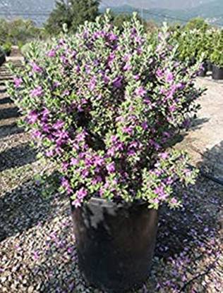 Kapebonavista Leucophyllum frutescens Purple Sage Texas Sage Texas Ranger Plant Seed