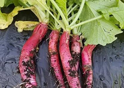 MAA Radish Red, Muli Seed