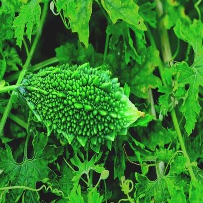 SREE Bitter Gourd, Uchhe, Uchchhe, Uchche Seed