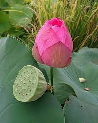 Farmers Choice lotus Seed