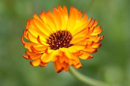 Lippy Indian Prince Orange Flowers/Calendula Seed