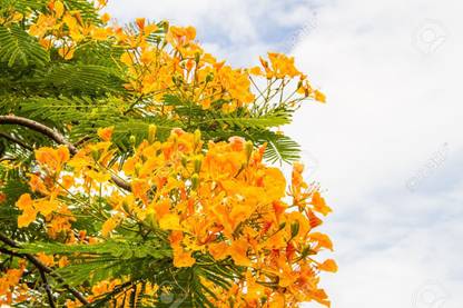 LYRS Yellow Pila Gulmohar Tree FlowerSeed For Home Planting - 150 Seed