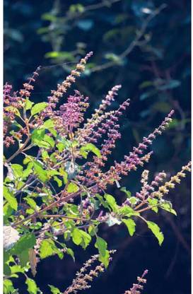 SEEDSART Tulsi Seeds " High Germination Seeds" Fast -Growth /120 Seeds / M648 Seed
