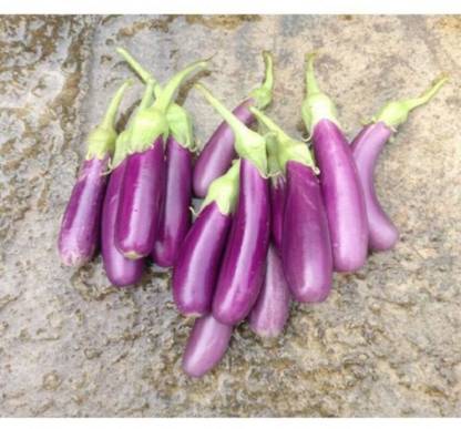 Mozette Organic Brinjal purple long Seed
