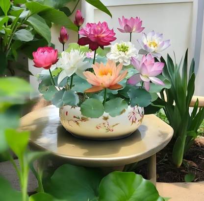 LBS Lotus, Lotus flower, Kamal beech Seed