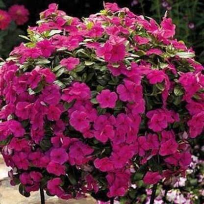 Qualtivate TLX-92 NANA VINCA PINK FLOWER SEEDS Seed