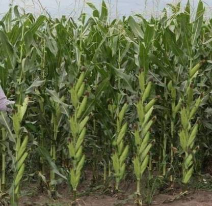 HYBRID 1kg, Hybrid corn seeds, maize seeds highest yield Verity Seed
