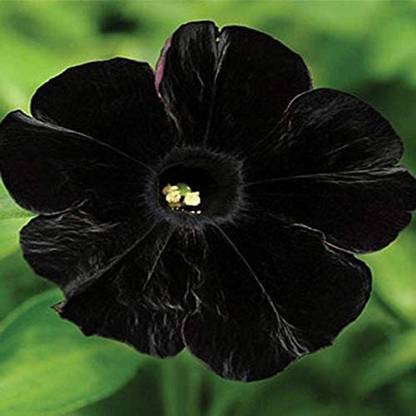 CYBEXIS Petunia Seeds Black Velvet Petunia Flowers Seed