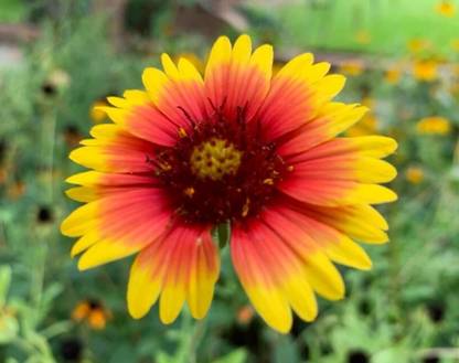 SEEDSSIDE Firewheel Flower Indian Blankets Seed