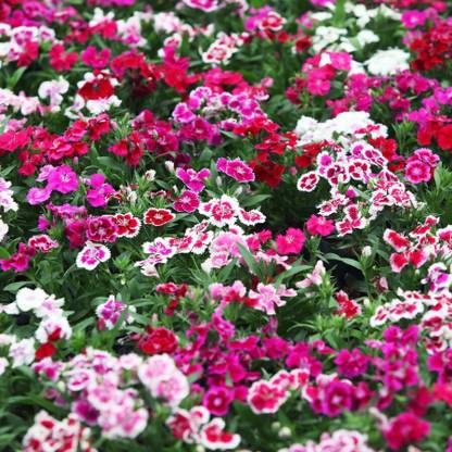 hussn Dianthus mix flower Seed