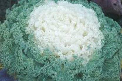 CYBEXIS Ornamental Kale Seeds Flowering Kale Kamome White Seed