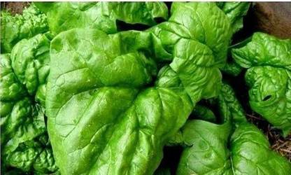 CYBEXIS NDIR-34 - Giant Spinach - (250 Seeds) Seed
