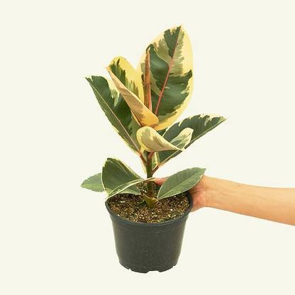 plantstore Rubber Plant Tineke Ficus Elastica White Variegated Seed