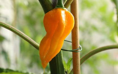 WILLVINE NKR -I Bhut Jolokia Orange Ghost Chilli Pepper[50gm, 10000 Seeds] Seed