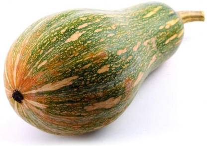 CYBEXIS Sweet Pumpkin Seeds100 Seeds Seed