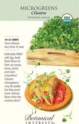 VibeX KGF -37 - Certified Organic Cilantro - (250 Seeds) Seed