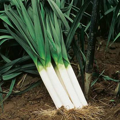 KANAYA Leek / Green Spring Onio+AN+AN5:AN107 Seed