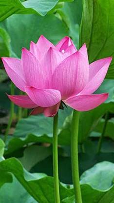 KANAYA India Lotus Seed