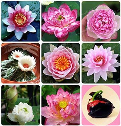 KANAYA Water Lily Lotus Flower Seed