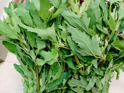 Aywal Bathua Saag F1 Hybrid Seeds For Home Gardening Seed