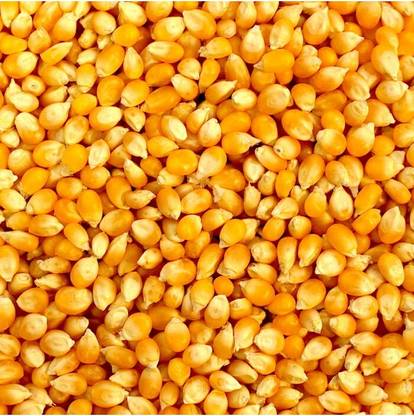 BHARAT JADI BOOTI Makka Popcorn - Corn Kernels - Maize Makka Cholam Seed