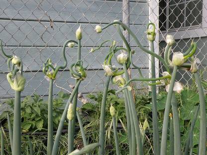 VibeX ® VMR-596 Egyptian Walking Catawissa Tree Onion Seed