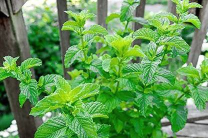 VibeX XLR-23 - Mojito Mint - (450 Seeds) Seed