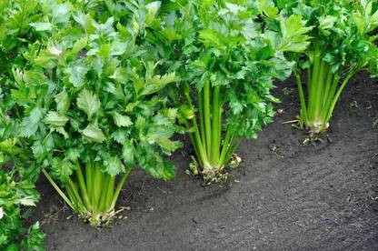 ENTENT Celery Stick Plant Seed