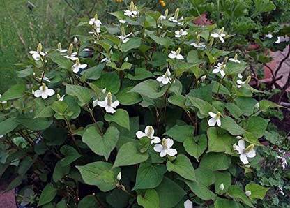 VibeX ® VLR-425 Fish Mint Houttuynia Cordata Seed