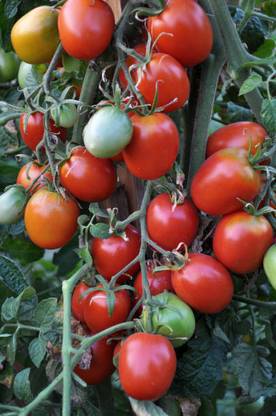 SM Exports tomato Seed