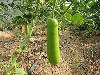 CYBEXIS XLL-86 - Calabash- Bottle Gourd - Lagenaria siceraria - (900 Seeds) Seed