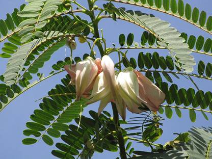 CHILLATAI Agasthi / Bokful / Agathi Keerai Seed
