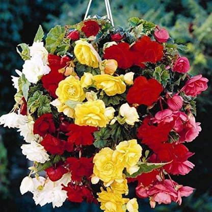 CYBEXIS Cascade Pendula Begonia Mix Seeds Seed