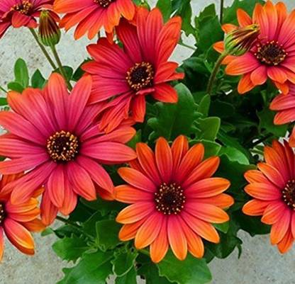 VibeX XLR-57 - Orange Cape Daisy Plant Flowers - (60 Seeds) Seed