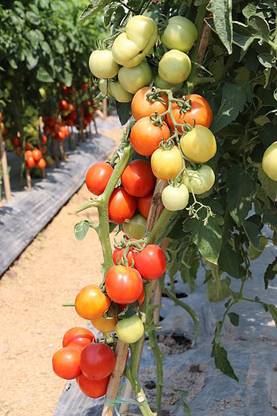 Divyansh tomato Seed