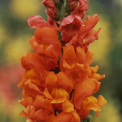 Biosnyg Snapdragon Rocket Series F1 Bronze-[50 Seeds] Seed